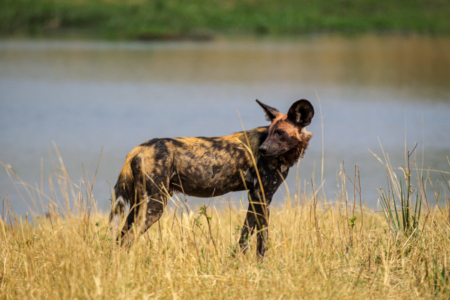 19.9.2022 - Moremi, Black Pools, Wild Dog