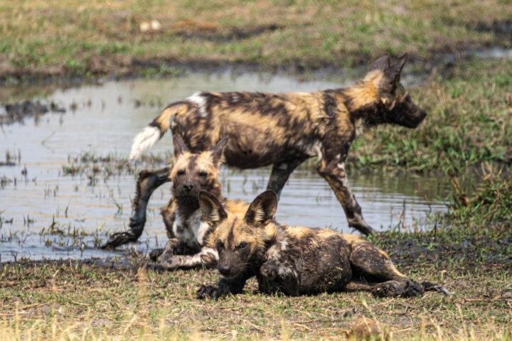 19.9.2022 - Moremi, Black Pools, Wild Dog