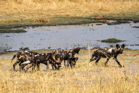 19.9.2022 - Moremi, Black Pools, Wild Dog