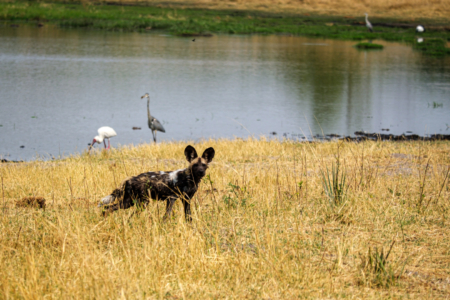 19.9.2022 - Moremi, Black Pools, Wild Dog