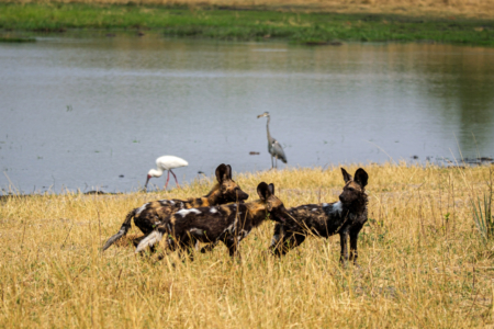 19.9.2022 - Moremi, Black Pools, Wild Dog