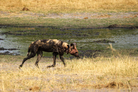 19.9.2022 - Moremi, Black Pools, Wild Dog