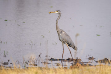 19.9.2022 - Moremi, Black Pools, Grey Heron