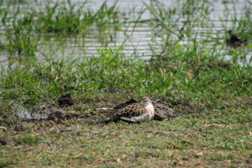 19.9.2022 - Moremi, Xini Lagoons, Ruff (Kampfläufer)