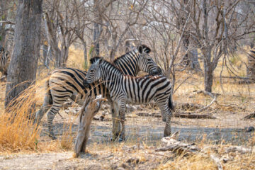 19.9.2022 - Moremi, Black Pools