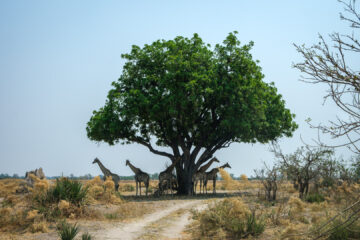 19.9.2022 - Moremi, South Gate -> 3rd Bridge