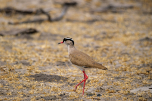 19.9.2022 - Moremi, Xini Lagoons, Crowned Lapwing (Kronenkiebitz)