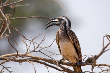 19.9.2022 - Moremi, Xini Lagoons, African Grey Hornbill