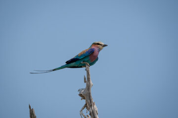 19.9.2022 - Moremi, Xini Lagoons, Lilac-breasted Roller