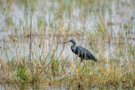 19.9.2022 - Moremi, Xini Lagoons, Slaty Egret (Braunkehlreiher)