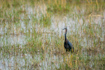 19.9.2022 - Moremi, Xini Lagoons, Slaty Egret