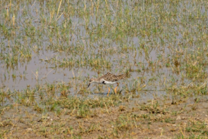 19.9.2022 - Moremi, Xini Lagoons, Ruff (Kampfläufer)