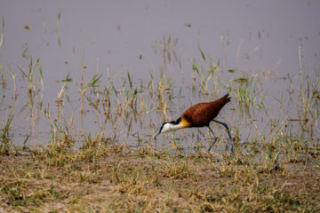 19.9.2022 - Moremi, Xini Lagoons, African Jacana