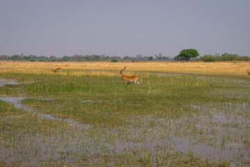 19.9.2022 - Moremi, Xini Lagoons, Red Lechwe