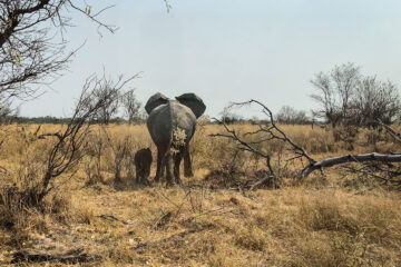 19.9.2022 - Moremi, Xini Lagoons