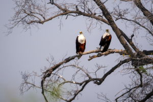 19.9.2022 - Moremi, Xini Lagoons, African Fish Eagle (Schreiseeadler)