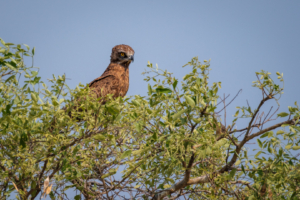 19.9.2022 - Moremi, Xini Lagoons, Brown Snake Eagle (Einfarb-Schlangenadler)