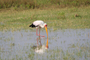 19.9.2022 - Moremi, Xini Lagoons, Yellow-billed Stork