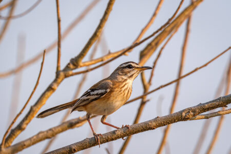 19.9.2022 - Moremi, 3rd Bridge Campsite 2, Red-backed / White-browed Scrub-Robin (Weißbrauen-Heckensänger)