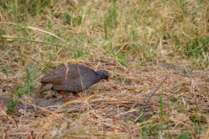 19.9.2022 - Moremi, 3rd Bridge, Red-billed Francolin / Spurfowl (Rotschnabel-Frankolin)