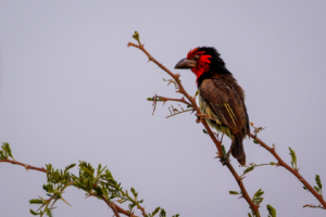 19.9.2022 - Moremi, 3rd Bridge Campsite 2, Black-collared Barbet (Halsband-Bartvogel)