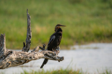 20.9.2022 - Moremi, Mboma Island, African Darter (Schlangenhalsvogel)