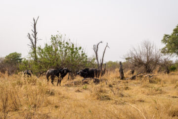 20.9.2022 - Moremi, Mboma Island