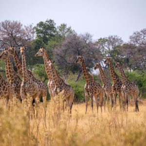 Botswana 2022 – Mboma Loop, Giraffen