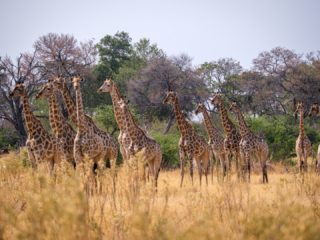 Botswana 2022 – Mboma Loop, Giraffen