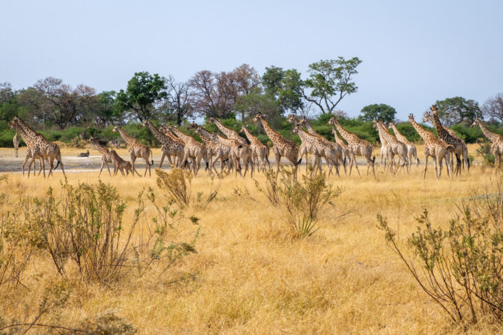 20.9.2022 - Moremi, Mboma Island