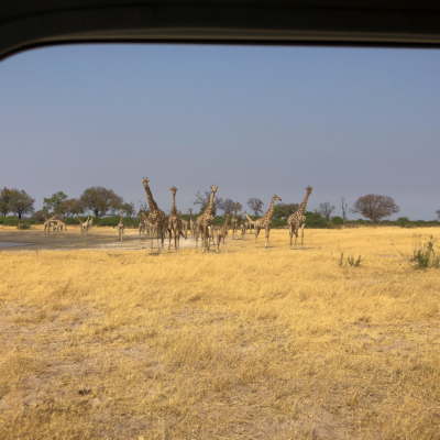 20.9.2022 - Moremi, Mboma Island