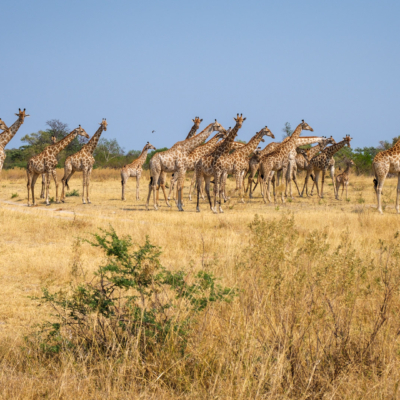 20.9.2022 - Moremi, Mboma Island