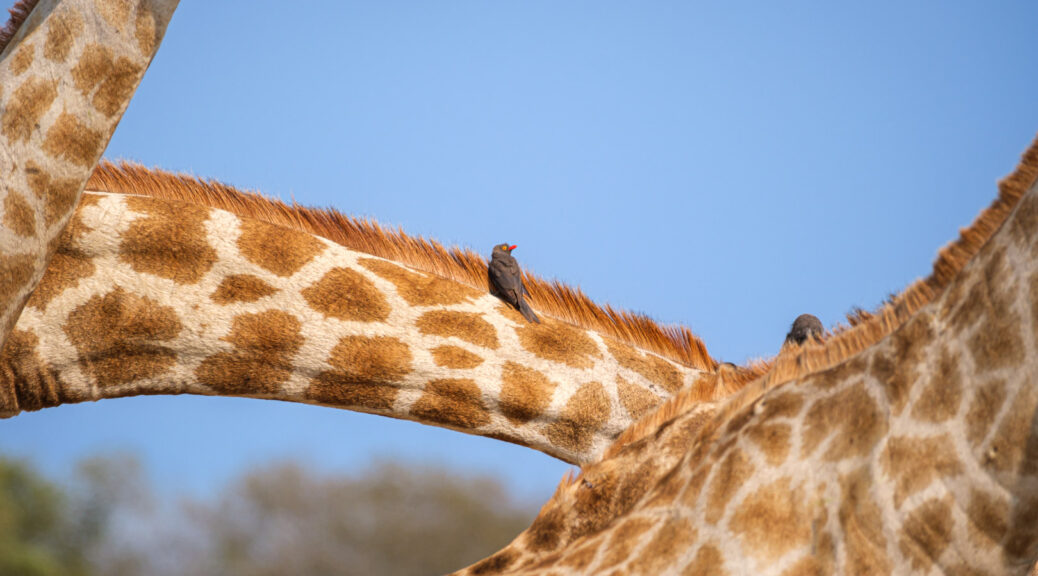 20.9.2022 - Moremi, Mboma Island, Giraffe mit Red-billed Oxpecker (Rotschnabelmadenhacker)