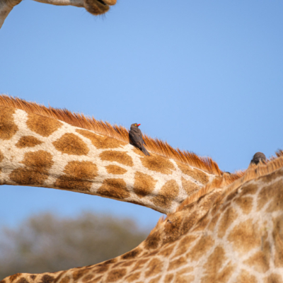 20.9.2022 - Moremi, Mboma Island, Giraffe mit Red-billed Oxpecker (Rotschnabelmadenhacker)