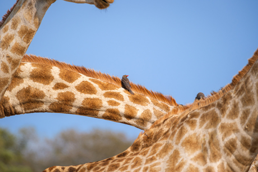 20.9.2022 - Moremi, Mboma Island, Giraffe mit Red-billed Oxpecker (Rotschnabelmadenhacker)