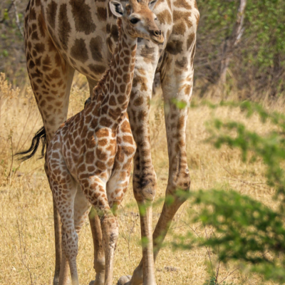 20.9.2022 - Moremi, Mboma Island