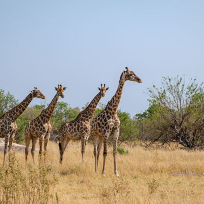 20.9.2022 - Moremi, Mboma Island