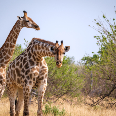 20.9.2022 - Moremi, Mboma Island