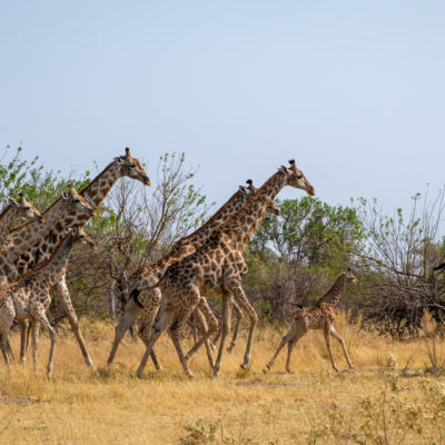 20.9.2022 - Moremi, Mboma Island