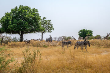 20.9.2022 - Moremi, Mboma Island