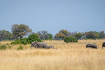 20.9.2022 - Moremi, Mboma Island