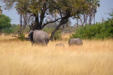 20.9.2022 - Moremi, Mboma Island