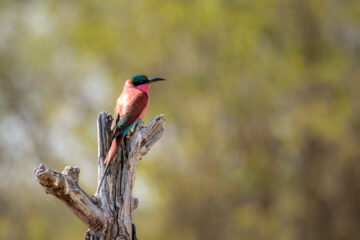 20.9.2022 - Moremi, Mboma Island, Carmine Bee-eater (Karminspint)