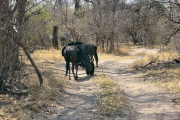 20.9.2022 - Moremi, Mboma Island, Roadblock II