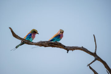 20.9.2022 - Moremi, Mboma Island, Lilac-breasted Roller