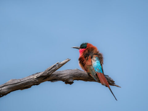 20.9.2022 - Moremi, Mboma Island, Carmine Bee-eater (Karminspint)