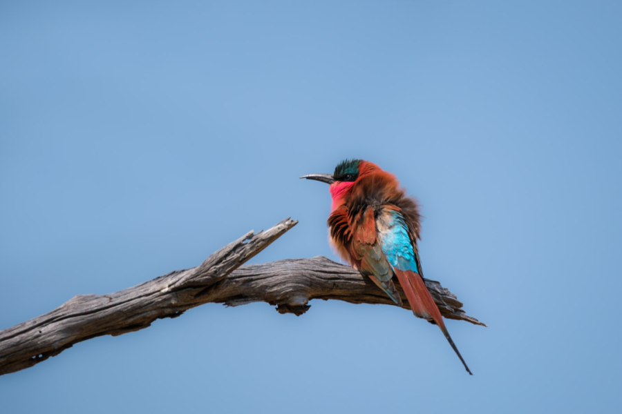 20.9.2022 - Moremi, Mboma Island, Carmine Bee-eater (Karminspint)