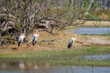 20.9.2022 - Moremi, Paradise Pools, Yellow-billed Stork