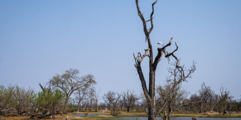 20.9.2022 - Moremi, Paradise Pools, Yellow-billed Stork