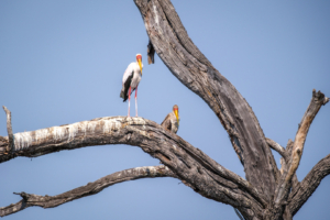 20.9.2022 - Moremi, Paradise Pools, Yellow-billed Stork (Nimmersatt)